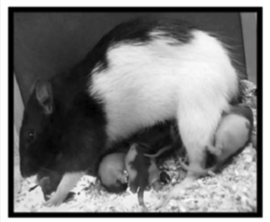 Социальные поглаживания в Лондоне